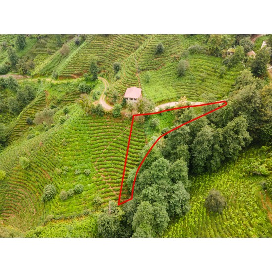 Rize, Merkez, Üzümlü, 223 Ada, 19 Parsel, 410.000 TL Rize, Merkez, Üzümlü, 223 Ada, 19 Parsel, 410.000 TL