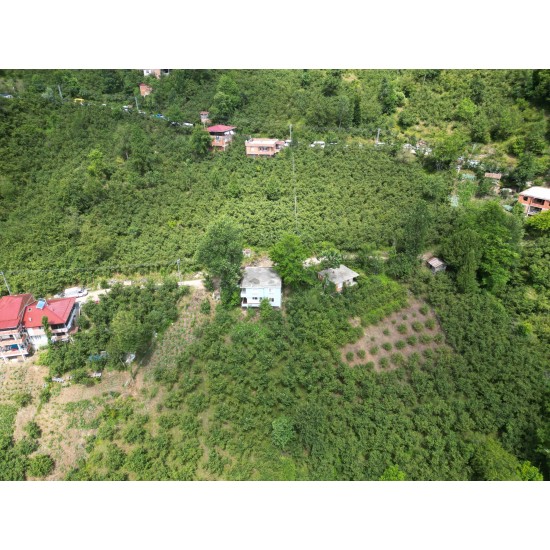 Ordu, Çatalpınar, Ortaköy, 153 Ada, 9 Parsel, 500.000 TL Ordu, Çatalpınar, Ortaköy, 153 Ada, 9 Parsel, 500.000 TL