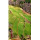 Sinop, Merkez, Kozcuğaz, 105 Ada, 211 Parsel, 1.750.000 TL
