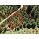 Trabzon, Vakfıkebir, Çavuşlu, 479 Ada, 4 Parsel, 390.000 TL