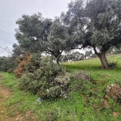İzmir, Ödemiş, Datbey, 51 Parsel