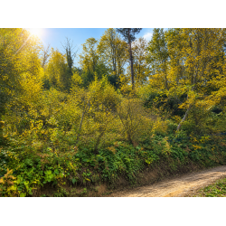 Kastamonu, İnebolu, Akgüney, 201 Ada, 35 Parsel