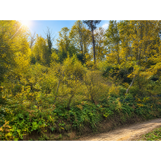 Kastamonu, İnebolu, Akgüney, 201 Ada, 35 Parsel