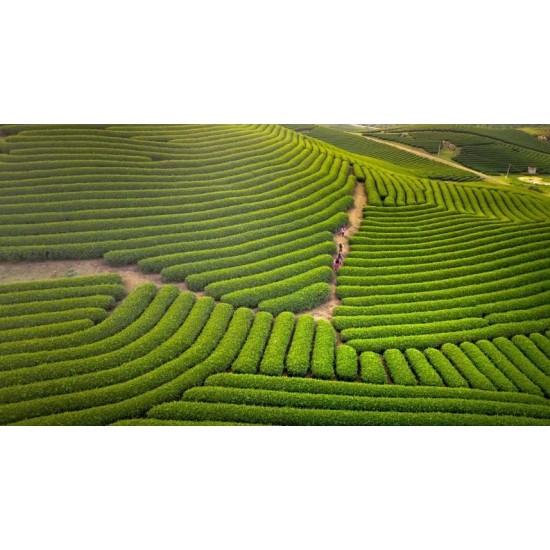 Rize, Çayeli, Sefalı,