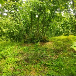 Samsun, Salıpazarı, Kalfalı, 111 Ada, 2 Parsel Samsun, Salıpazarı, Kalfalı, 111 Ada, 2 Parsel