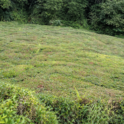 Trabzon, Of, Sarayköy, 113 Ada, 8 Parsel, 390.000 TL